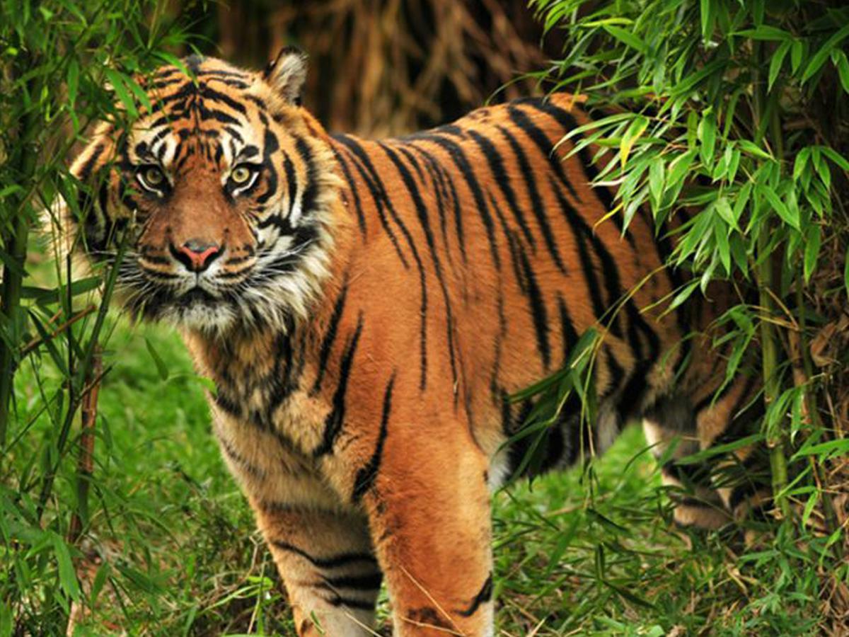 Corbett Treat Resort Ramnagar  Ngoại thất bức ảnh